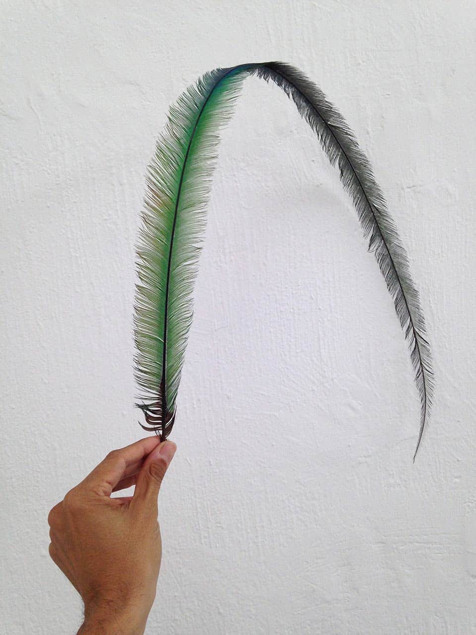 Pluma de quetzal, Eduardo Sarabia
