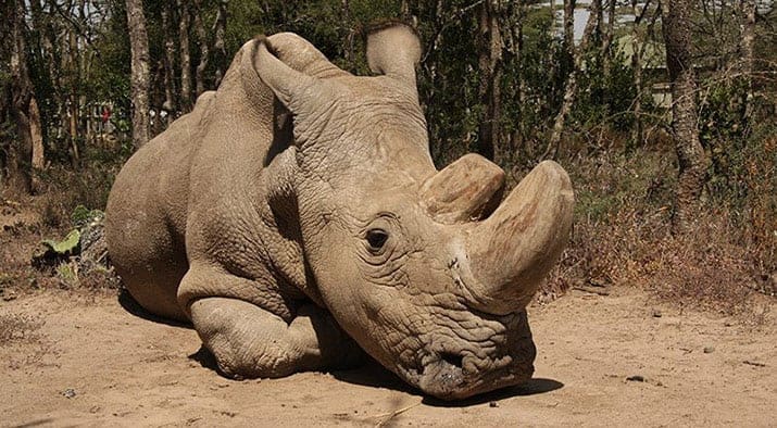 extinción rinoceronte Sudán, int1