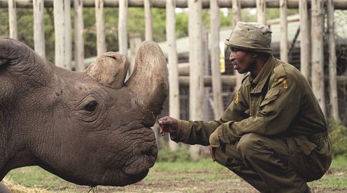 extinción rinoceronte Sudán, int2