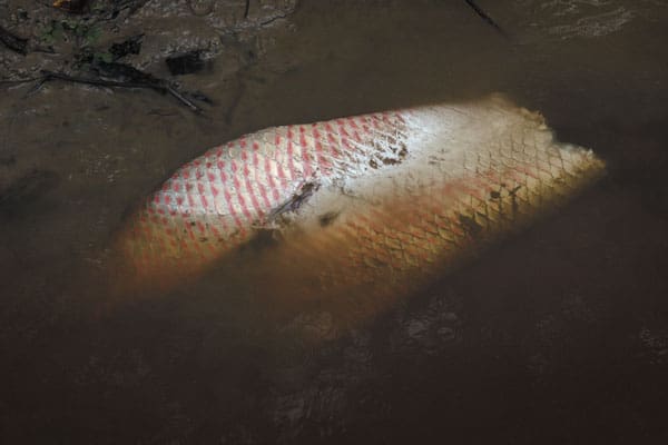 el pez más grande del Amazonas, int5