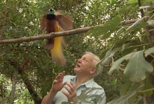 David Attenborough en The Life of Birds