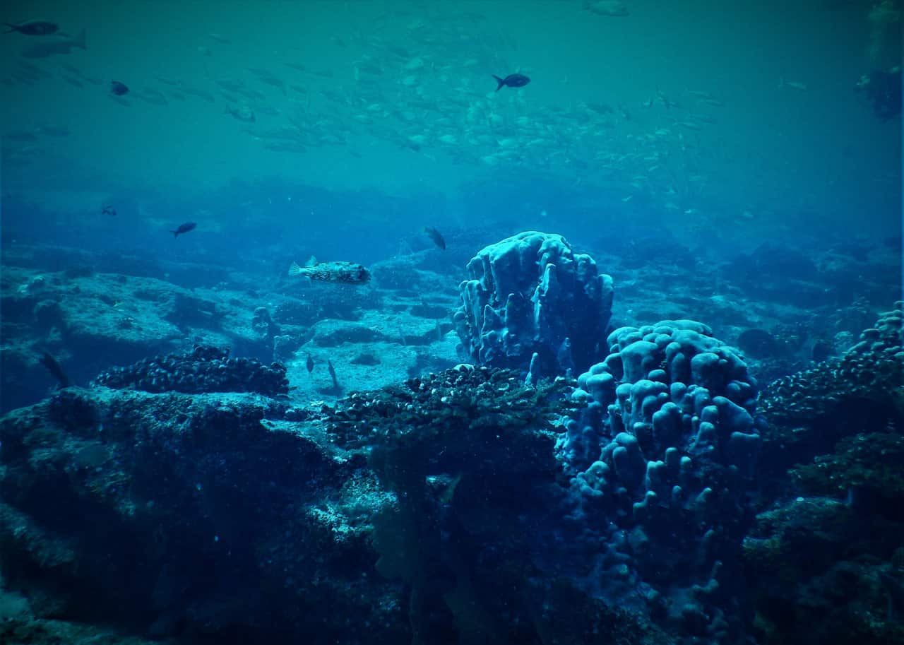 arrecife cabo pulmo