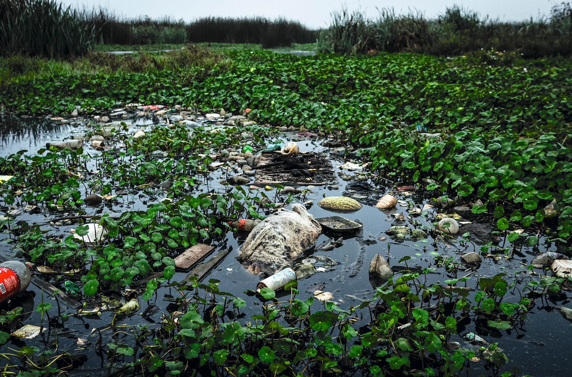 En algunos puntos la contaminación es muy visible. Es fácil encontrar botellas de plástico, llantas y animales muertos.