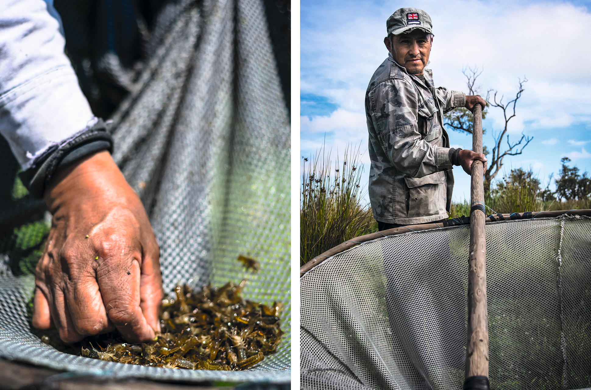 Para pescar acociles, Alejandro Bolaños utiliza una enorme red con la que captura a estos pequeños crustáceos, que suelen comerse en la región rellenos de queso. 