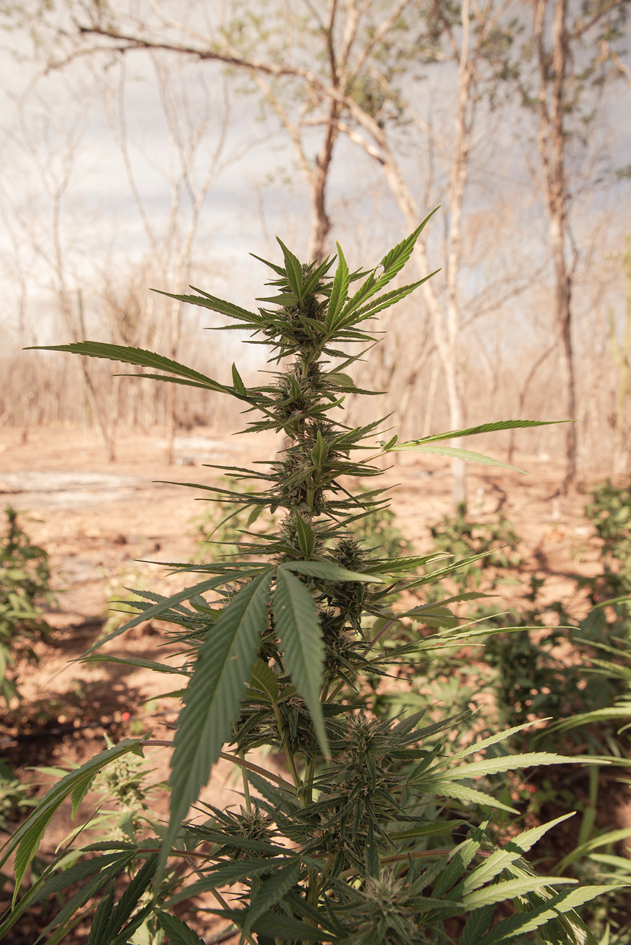 Semillas de cannabis semillas de marihuana semillas secas para plantar  aisladas sobre fondo blanco