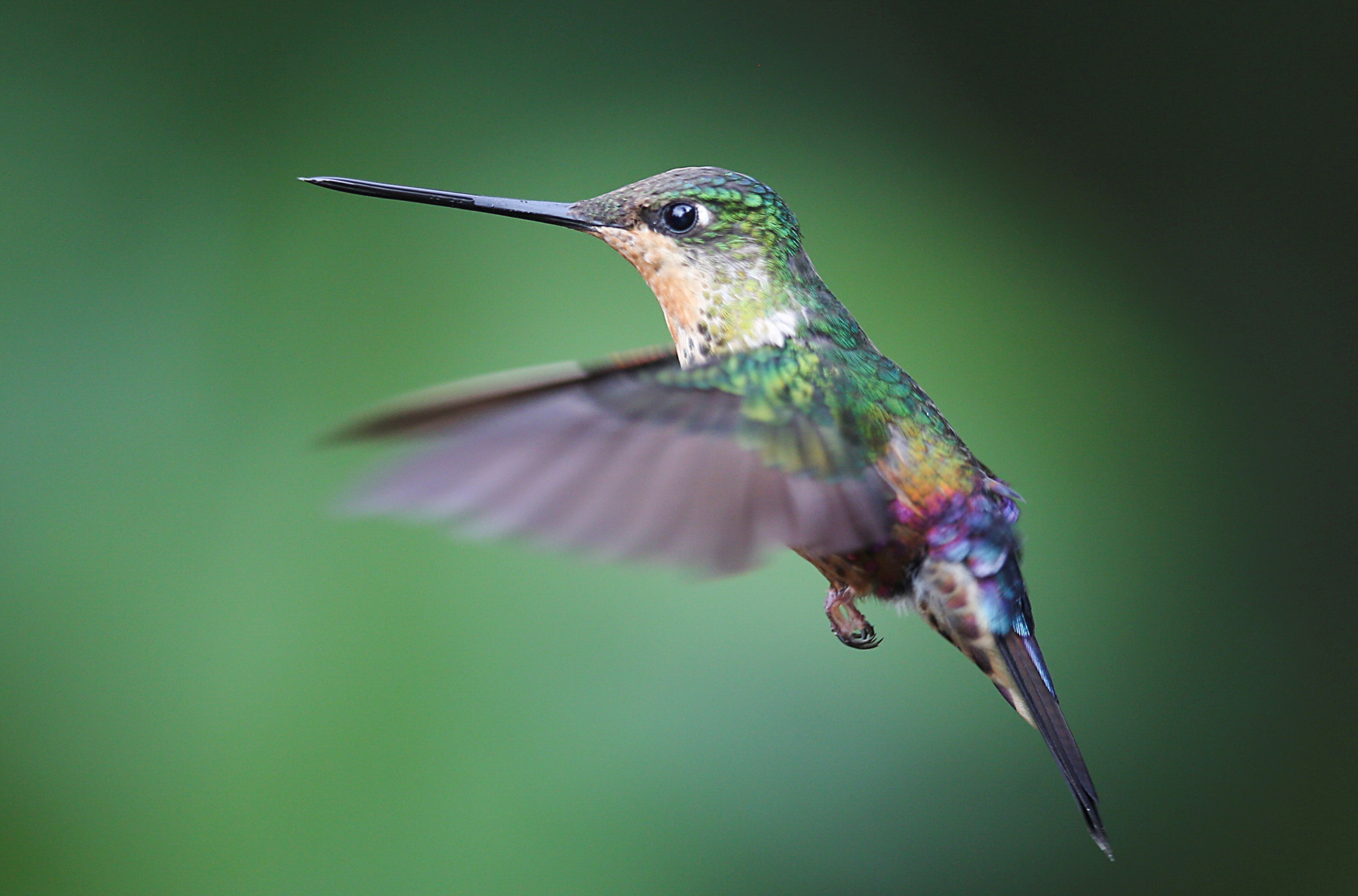 Matar colibríes para hacer amuletos de amor: el Día de san Valentín