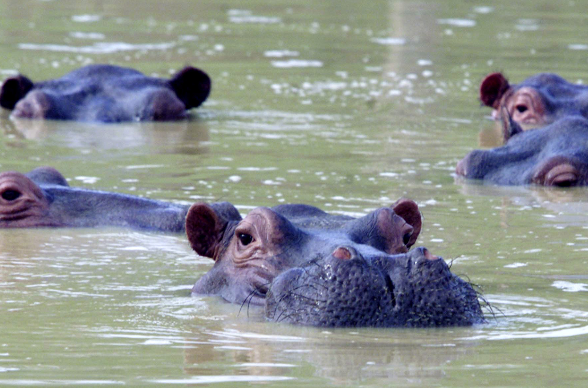 Los hipopótamos de Pablo Escobar: una especie invasora en Colombia