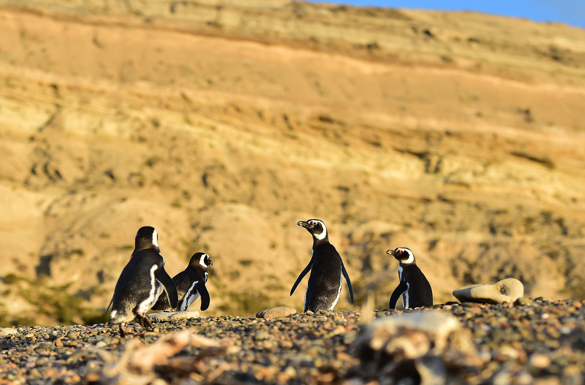 Podrían los pingüinos y otras especies adaptarse al cambio climático?
