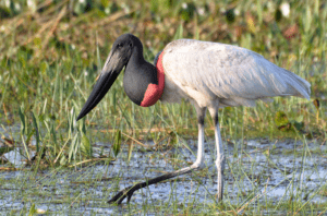 Admirar aves en la península de Yucatán: el nuevo ecoturismo