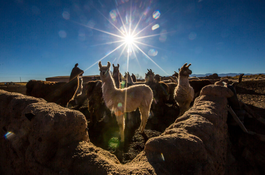 Lamas en Santuario de Tres Pozos, Salinas Grandes, Jujuy.