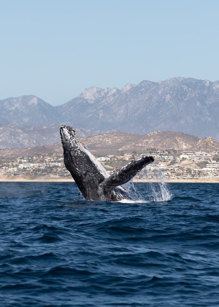 Zadún, a Ritz-Carlton Reserve, Mar de Cortés, Los Cabos