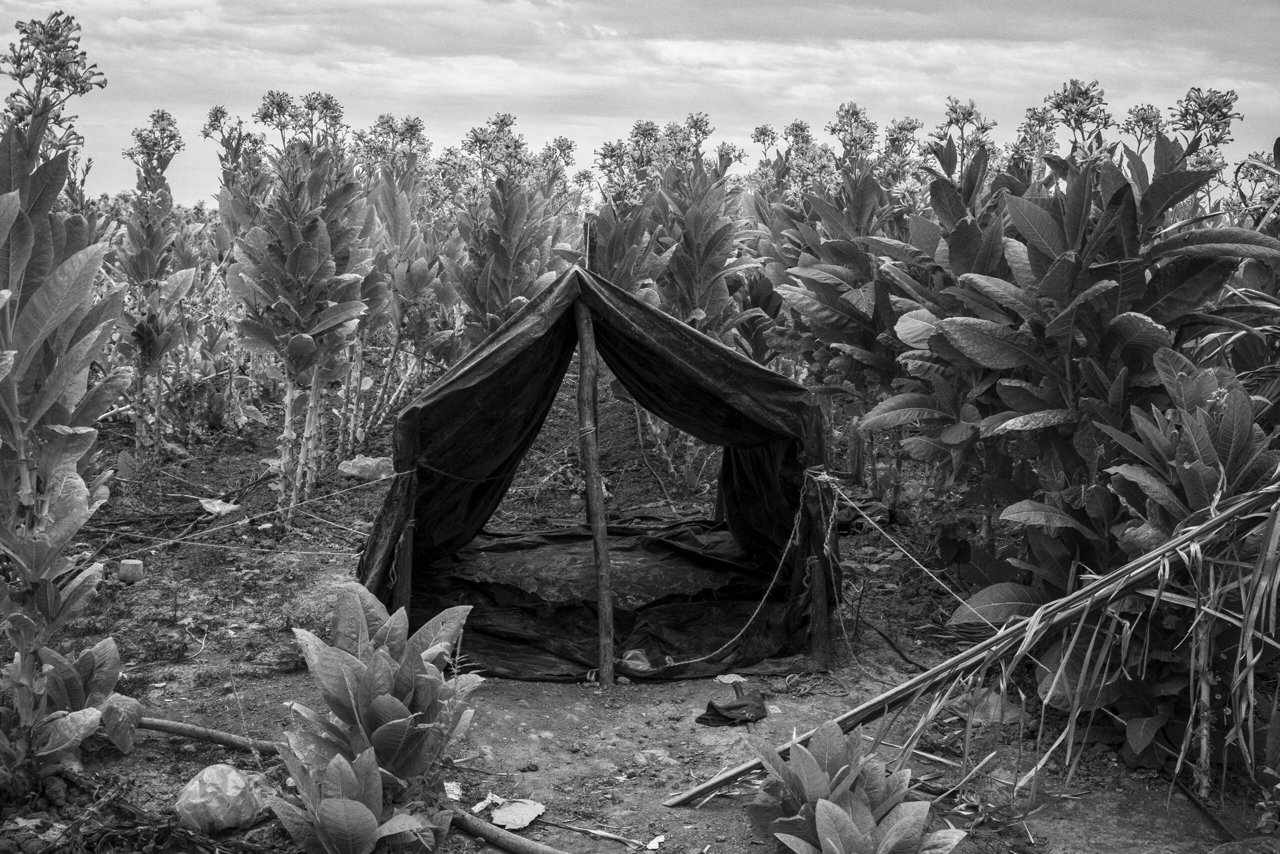 Plantaciones de tabaco, foto de César Rodríguez