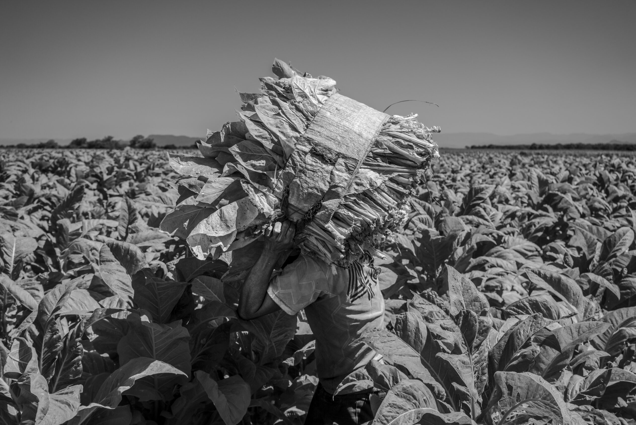 Foto de César Rodríguez sobre las plantaciones de tabaco en Tepic, Nayarit