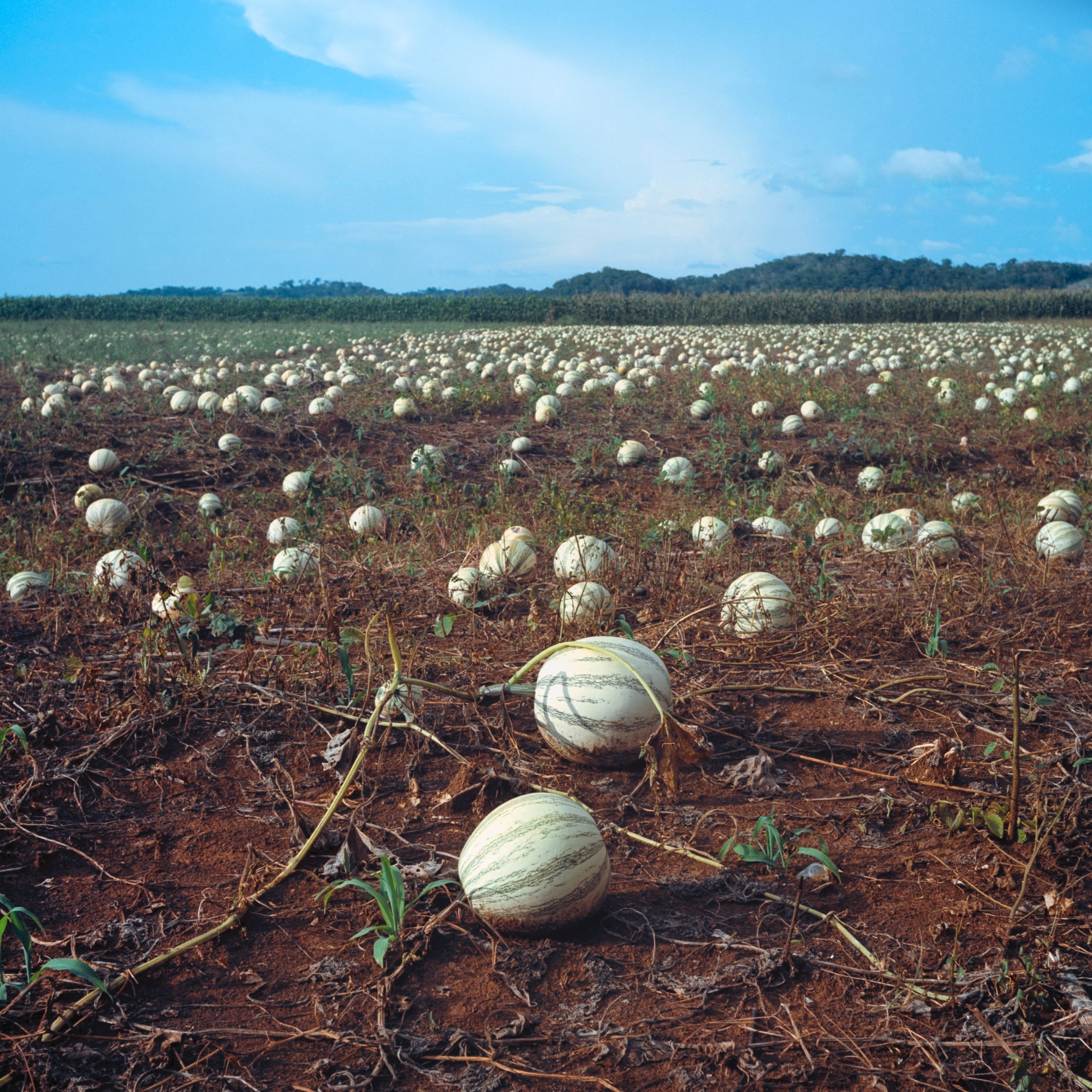 Campo de calabaza en Santo Domingo Kesté