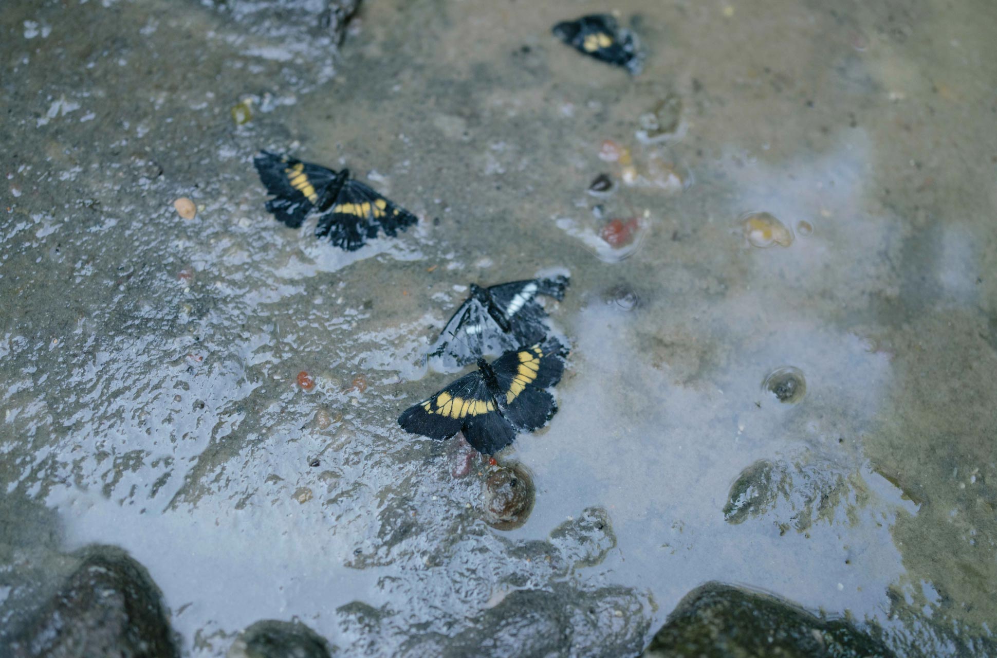 agua contaminada del río Magdalena en la CDMX